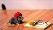 The Second Mouse Always Gets the Cheese